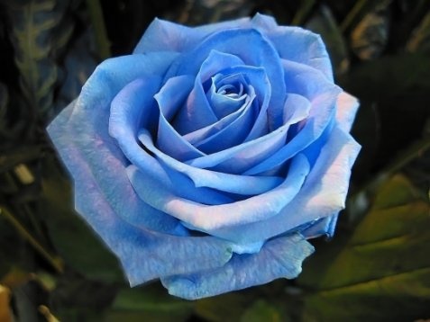 rose_bleu.jpg