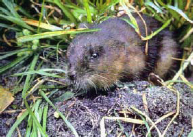 Round-tailed_Muskrat_Neofiber_alleni.png