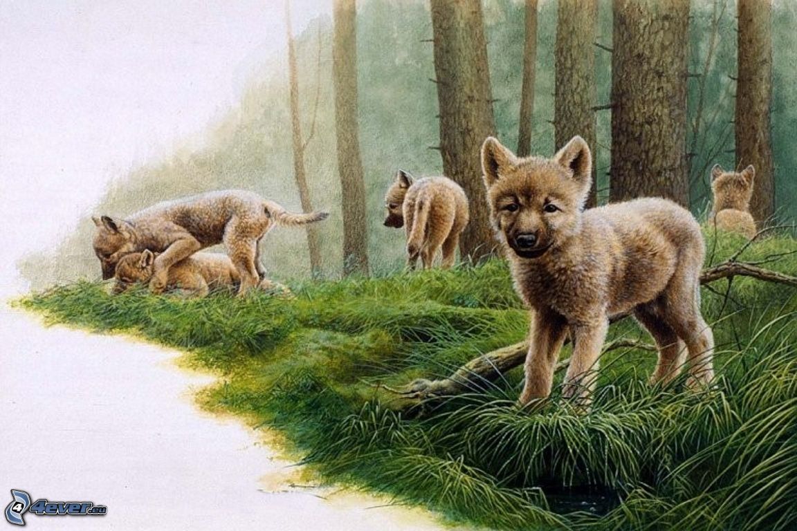 junge-wolfe-welpen-jungtiere-wald-spiel-157711.jpg