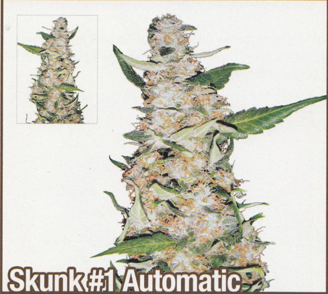 skunk1automatic.jpg
