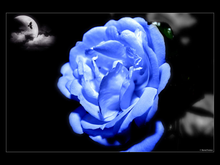 Blaue-Rose-a22580218.jpg