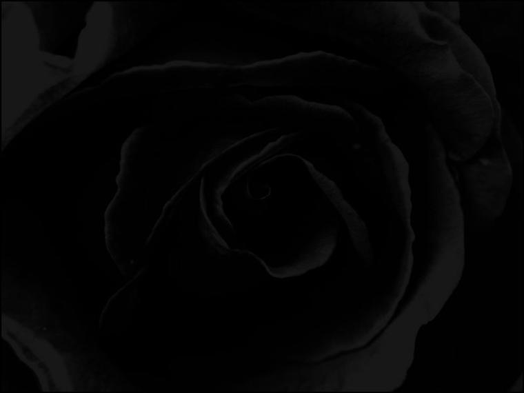 hintergrundbild-rose-schwarz_2.jpg
