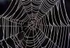 Spinnweben.jpg