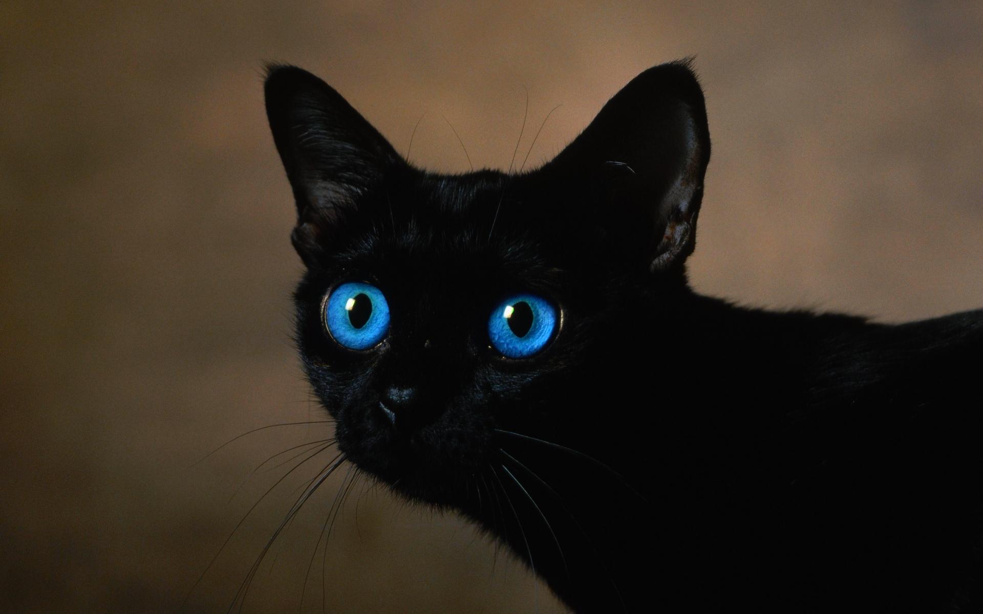 black-cat-with-blue-eyes-wallpaper-535d2d2b932ea.jpg