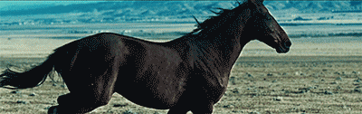 61890-Running-Horse.gif