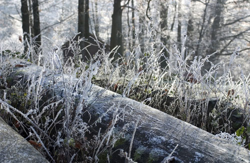 Winter-Natur-092-Frost-Wald-Stamm-Graeser.jpg