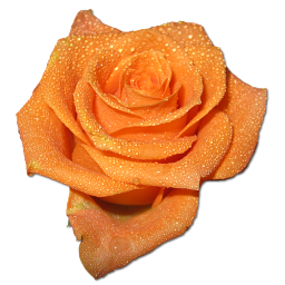 Rose-orange.png