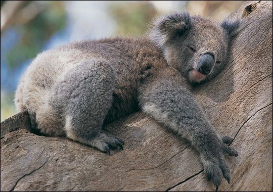 koala_hugging_a_tree.jpg