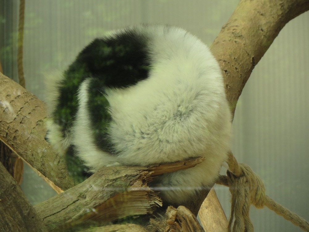 Lemure_3.jpg