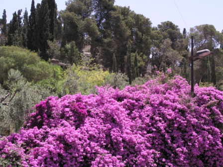 Blumenpracht_aus_Israel_von_Cosima.png