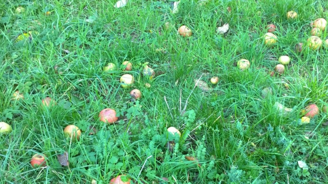 Apfel-Fall-Ernte.jpg