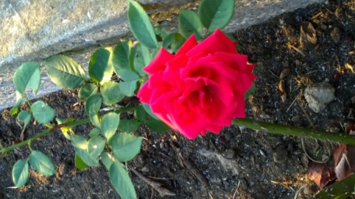 Astris-Rose.jpg