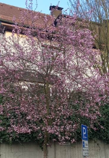 Fruehlingsbaum.jpg