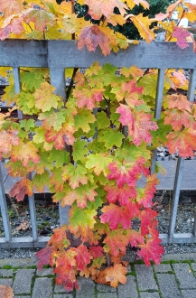 Herbstfarben.jpg