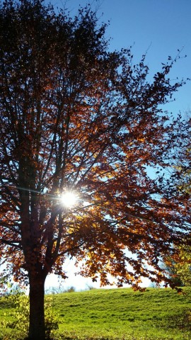 Herbstsonnen-Baum.jpg