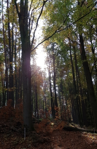 Herbstwald_.jpg