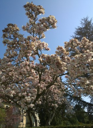 Magnolien-Baum.jpg
