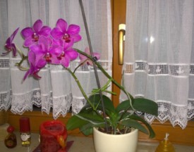 Orchideen.jpg