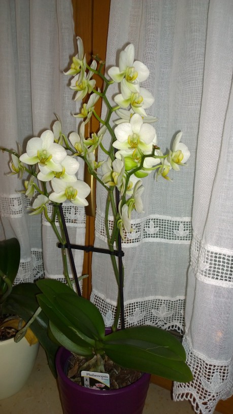 Orchideen_2.jpg
