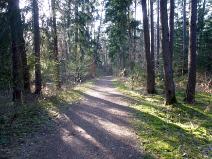 Waldspaziergang_1.jpg