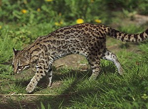 300px-Leopardus_tigrinus_-_Parc_des_Felins.jpg