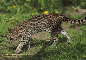 300px-Leopardus_tigrinus_-_Parc_des_Felins.jpg