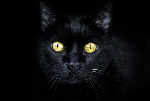 black-cat-3753932__480.jpg