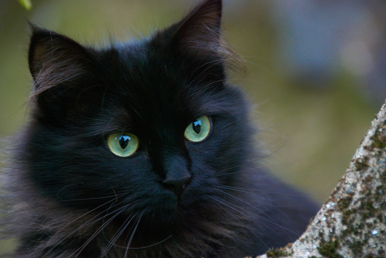 black-cat-375866_1280.jpg
