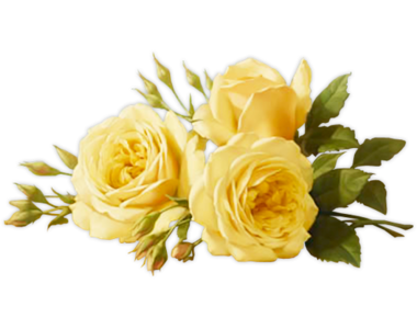 Yellow_roses-transparent-background-flowers.png