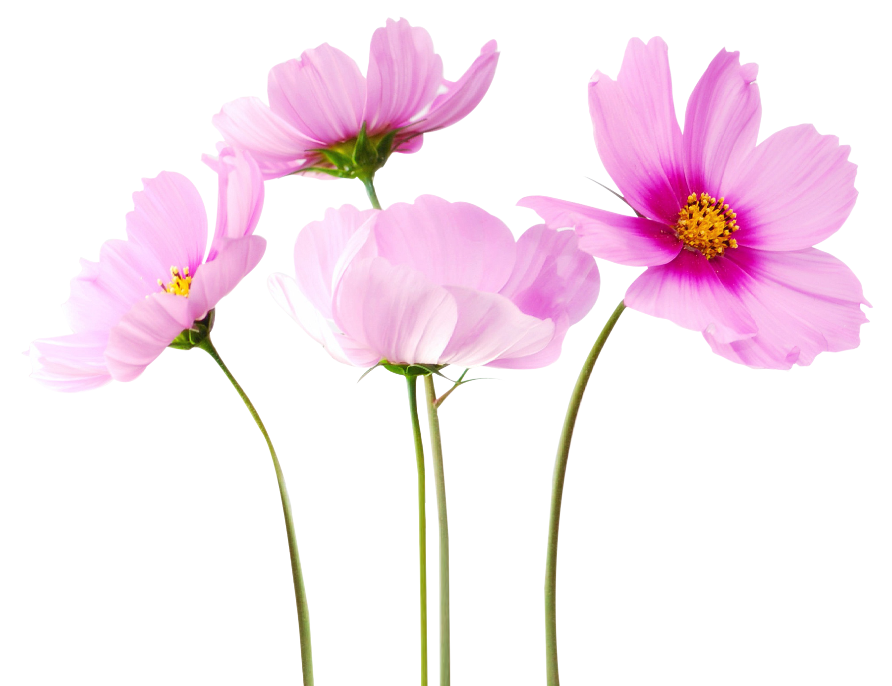 flower-png-cosmea-flower-png-image-1800.png
